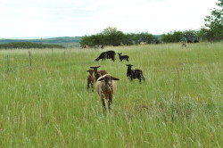 Grazing sheep 