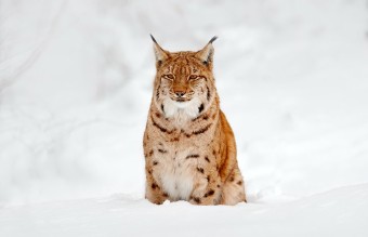 lynx in the snow lynx in the snow