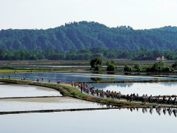 rice fields 