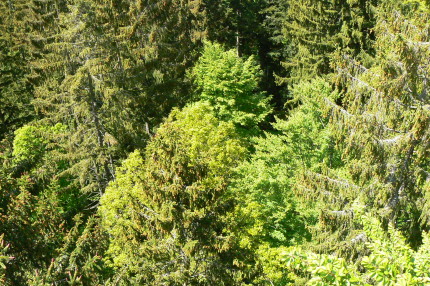 Forest © BFW Forest © BFW
