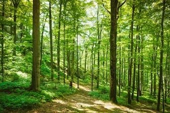 Green forest