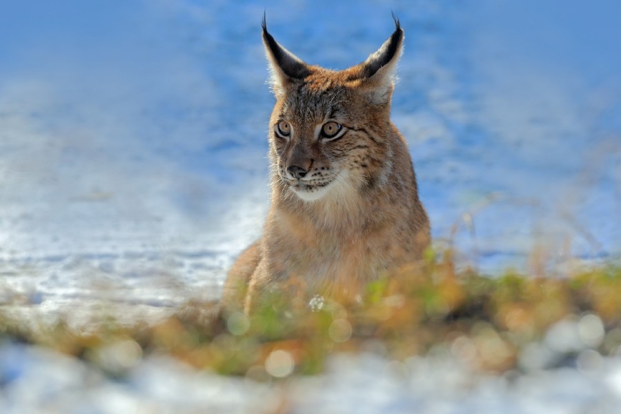 lynx-gallery-06.jpg 