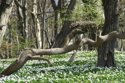 Wood anemone in Putbus - Carsten Henschel 