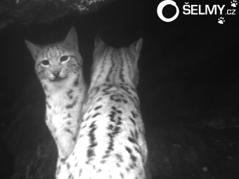 Lynx Daniel with mother Lynx Daniel with mother