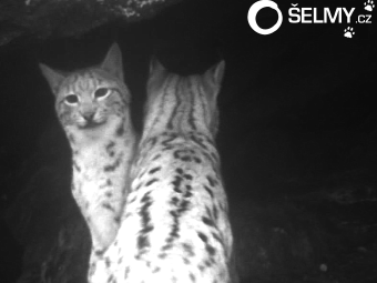 Lynx Daniel with mother 