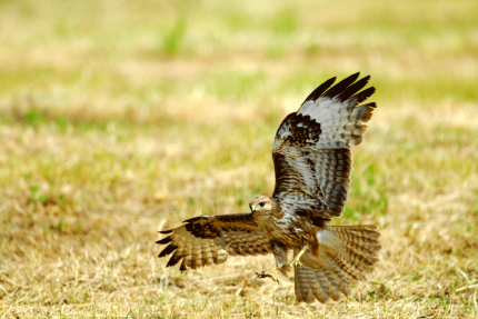 Buteo buteo Buteo buteo