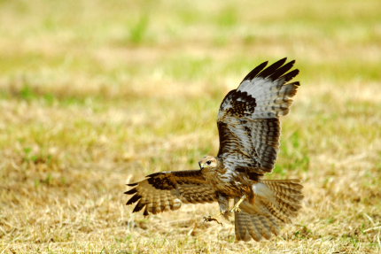 Buteo buteo 