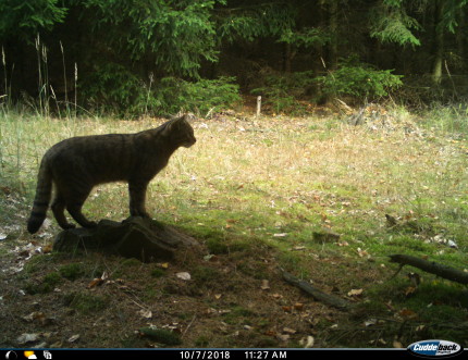 European wildcat 7-10-2018 