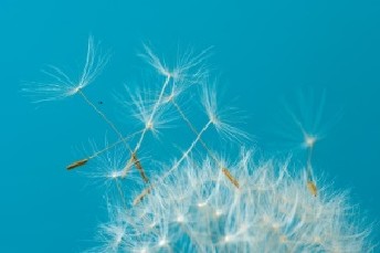 Dandelion with flying seeds © Canva 