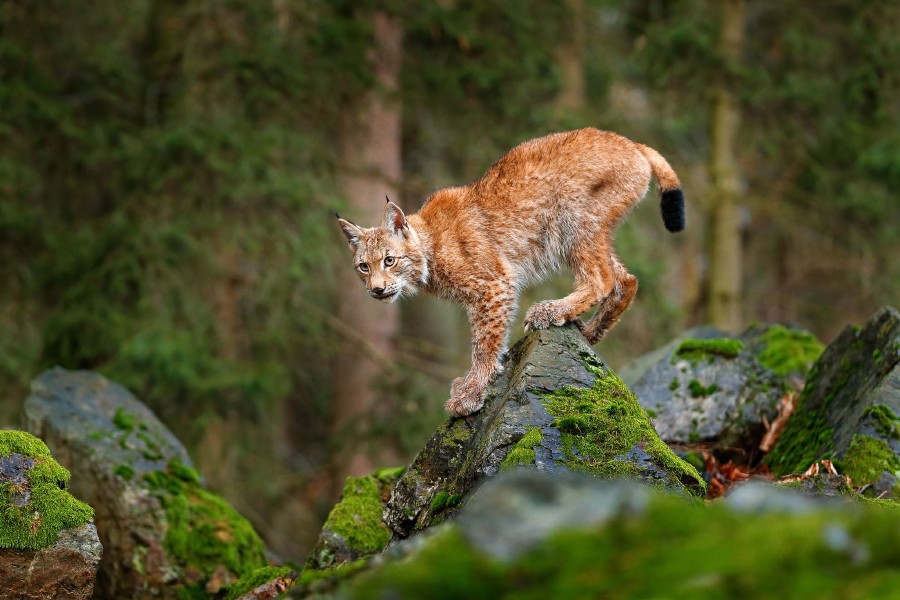 lynx-gallery-01.jpg 