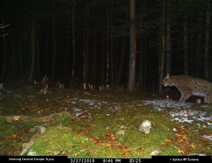 Zatím poslední známá fotografie rysa Fabiána, z konce března 2019 