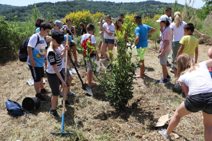 Planting-authoctonus-plants 