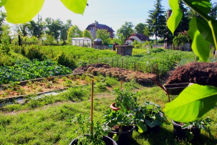 Community garden on former railway land in Bad Düben Community garden on former railway land in Bad Düben