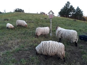 MAKING THE MOST OF MEADOWS