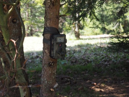 Photo trap to monitor the animal visitors 