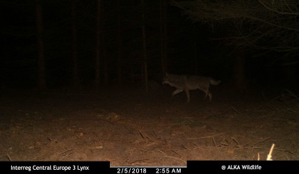 Vlk evropský, zaznamenaný v únoru 2018 na Netolicku, zdroj: Projekt 3 Lynx, Alka Wildlife 