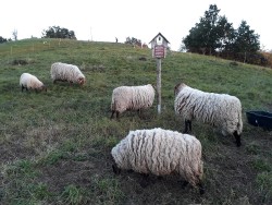 Sheeps 