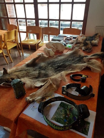 Photo: Large carnivore biological materials, radio collars (bottom right) and a photo trap (bottom left) were presented to the children. Photo: Maja Sever, 3Lynx Photo: Large carnivore biological materials, radio collars (bottom right) and a photo trap (bottom left) were presented to the children. Photo: Maja Sever, 3Lynx