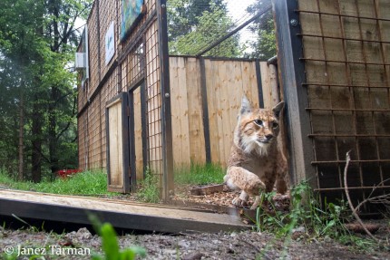 Release of Lynx Goru in Loški Potok 