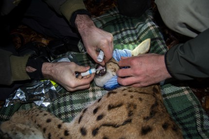 Taking saliva sample for genetic analysis. photo by Lan Hocevar 