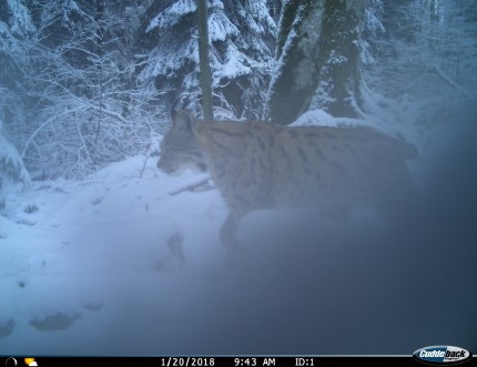 Slika 3: Fotografija risa, posneta 20.1.2018 v LPN Snežnik Kočevska Reka Slika 3: Fotografija risa, posneta 20.1.2018 v LPN Snežnik Kočevska Reka
