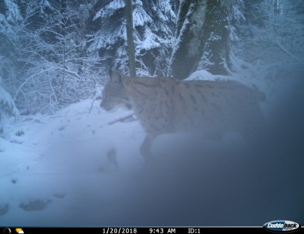 Slika 3: Fotografija risa, posneta 20.1.2018 v LPN Snežnik Kočevska Reka 