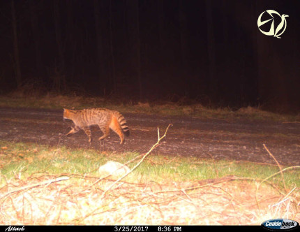 first photo ef this individual in Cerchovsko 