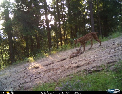 Lynx Svit with kitten Stello 