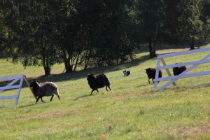 MOWERS ON THE MOVE