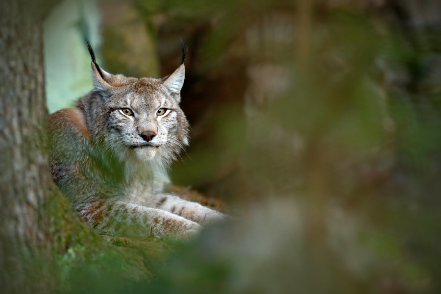 lynx-gallery-05.jpg 