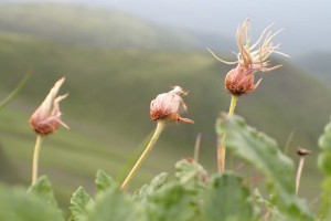 2nd Thematic Work Package: Building capacities of Carpathian protected areas managers