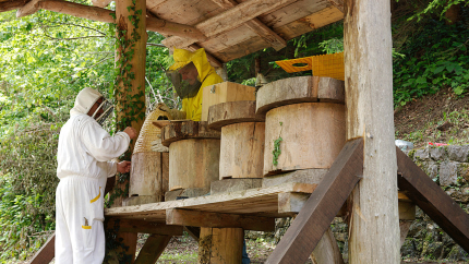 Exhibition of bee-keping 