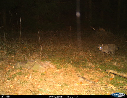 European wildcat 5-10-2018 