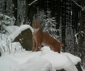 lynx Lucka from Beskydy lynx Lucka from Beskydy