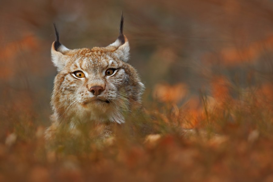 lynx-gallery-03.jpg 