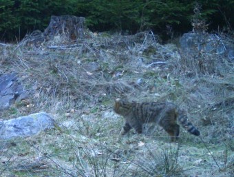 Wild cat in Cesky les Wild cat in Cesky les