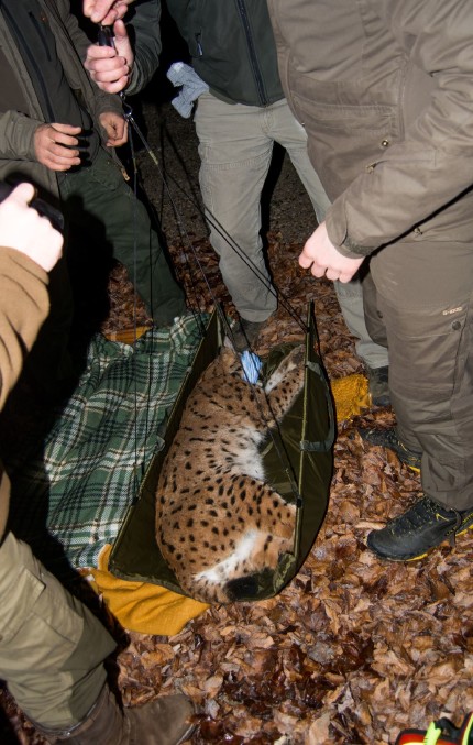 Weighing the lynx.  photo by Lan Hocevar 