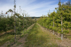 fruit trees 