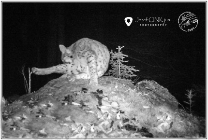 Brdy Lynx 29 11 2018 Brdy Lynx 29 11 2018