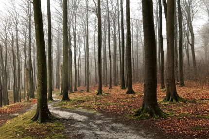 High shore trail in the December fog - Annett Storm 