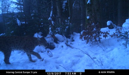 Lynx Svit in winter 2017-2018 