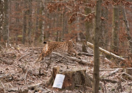 Skok nazaj v gozd. foto avtor Lan Hočevar Skok nazaj v gozd. foto avtor Lan Hočevar