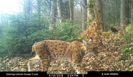 Female lynx Svit in spring 2018 