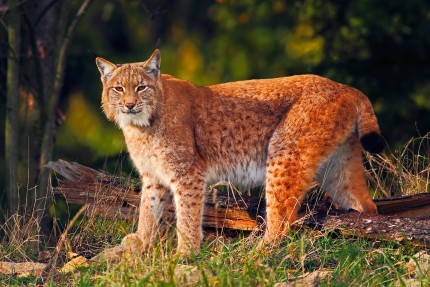 lynx lynx 