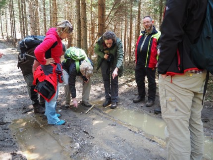 Whole lynx trail! We document it and properly measured. 