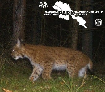 Young lynx who came from Sumava to Brdy Young lynx who came from Sumava to Brdy