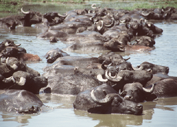 Buffalo reserve Buffalo reserve