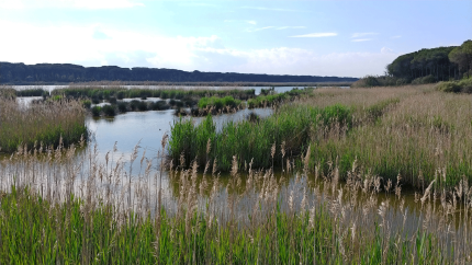 Views-from-the-wetlands Views-from-the-wetlands