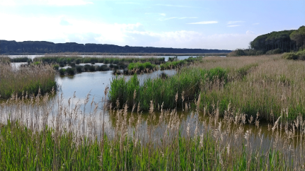 Views-from-the-wetlands 