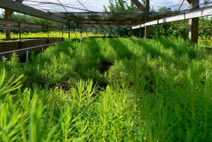spruce plantage © BFW spruce plantage © BFW